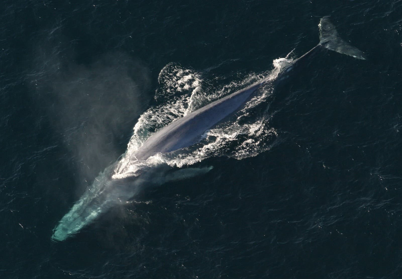 Blue Whale