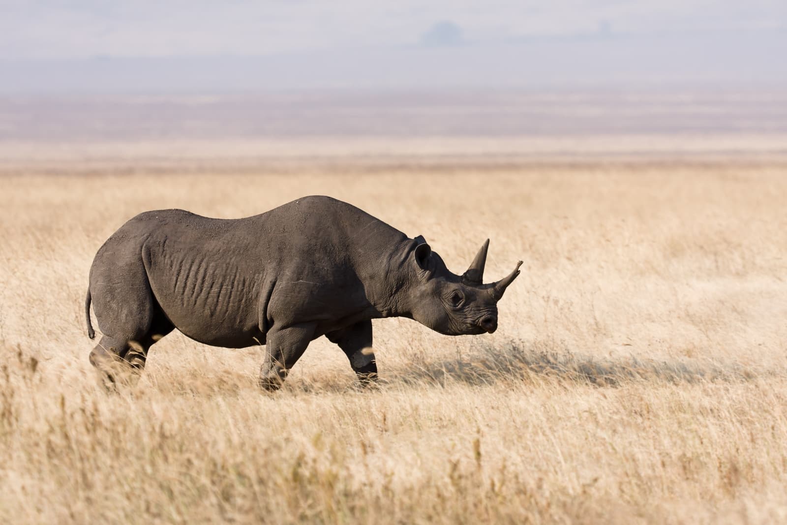 Black Rhinoceros