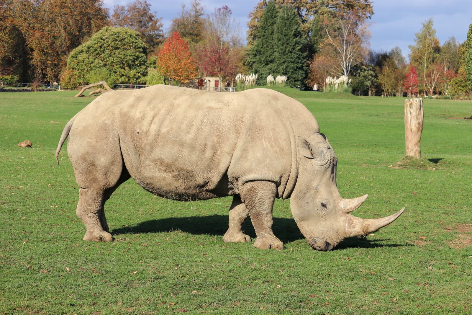 White Rhinoceros