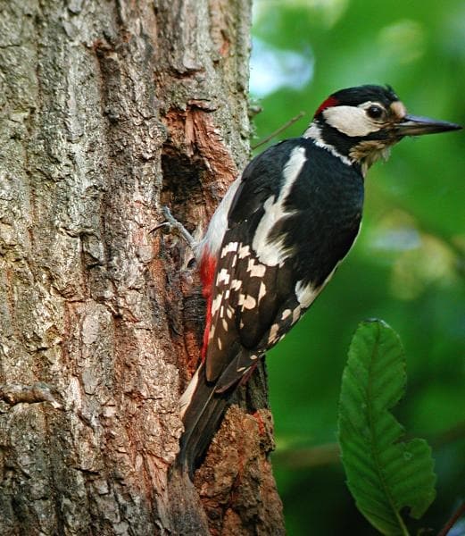 Woodpecker