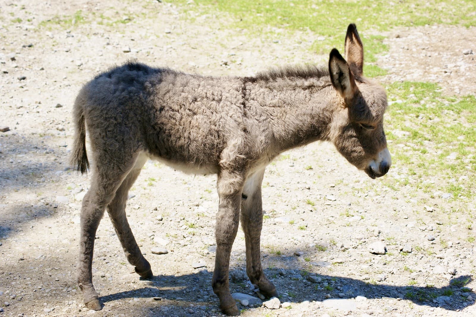 Donkey