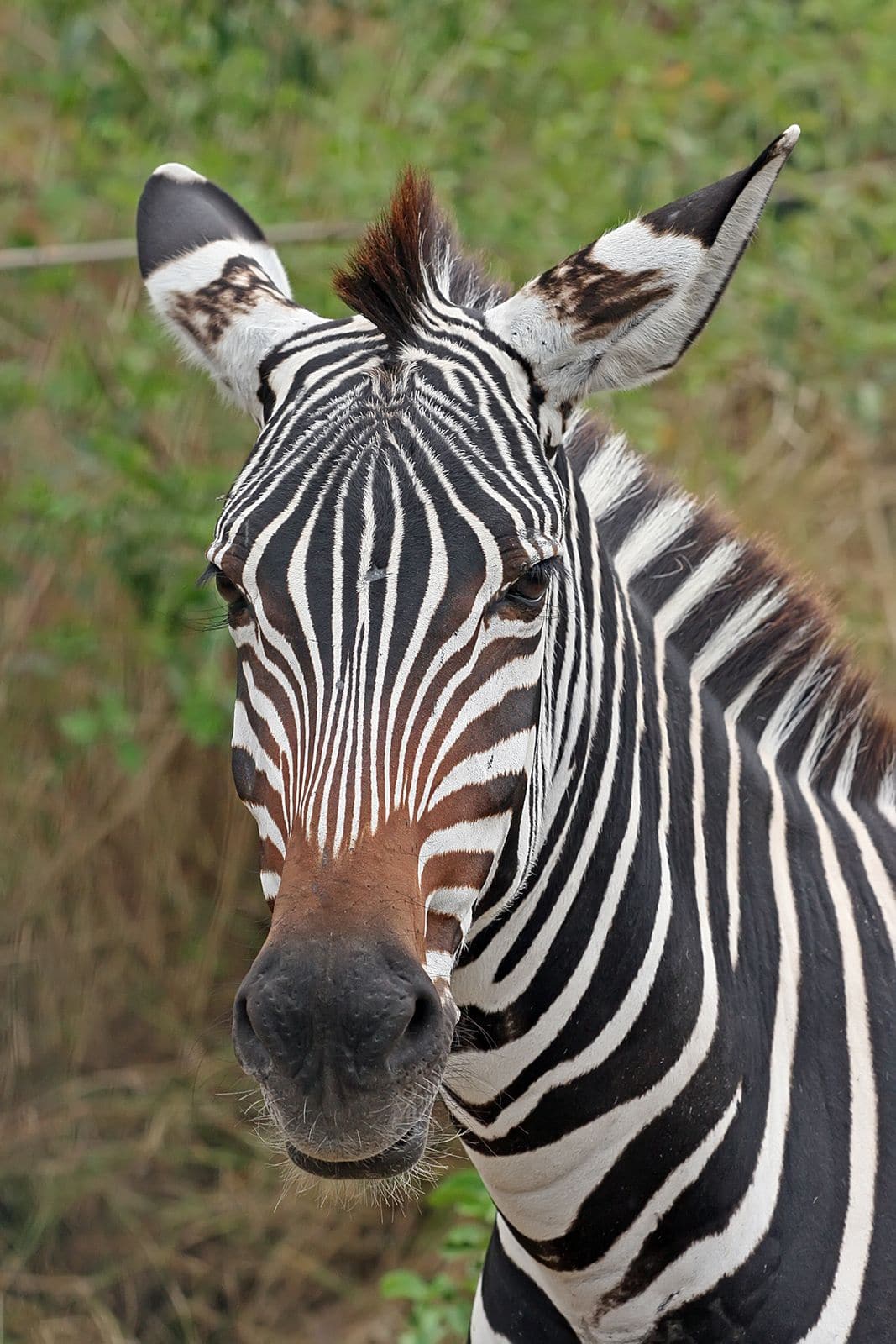 Zebra