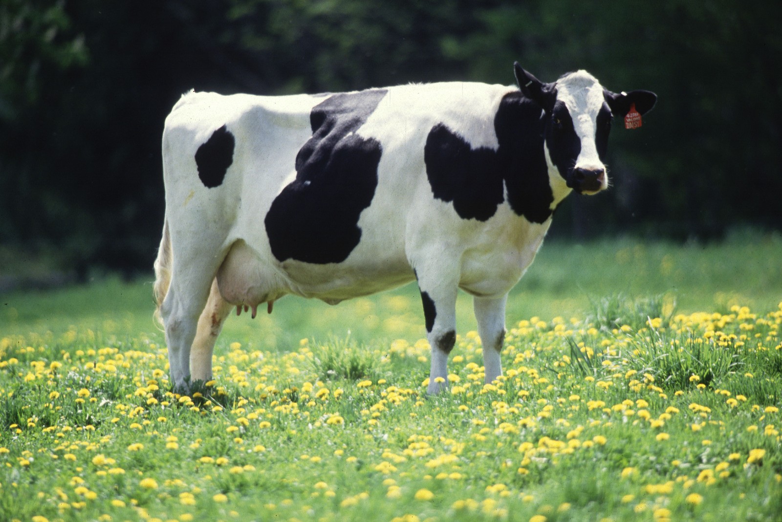 Holstein Cow