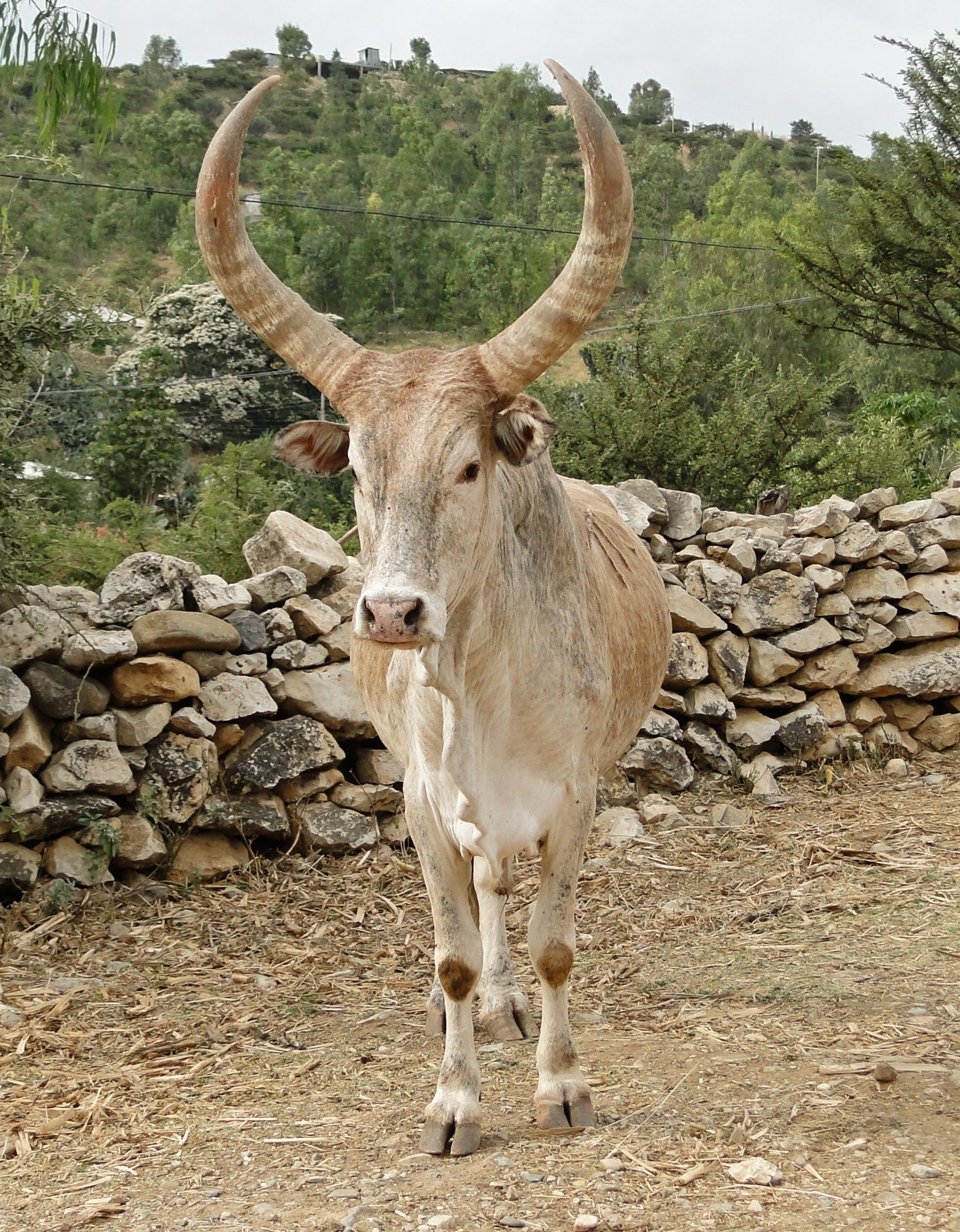 Zebu