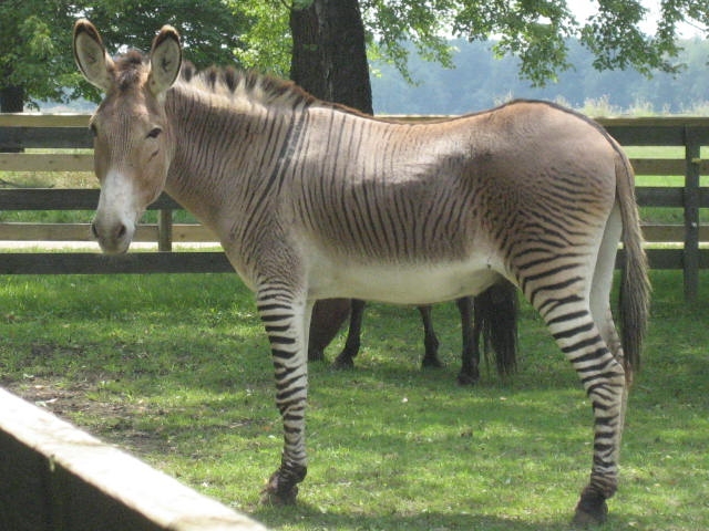 Zonkey